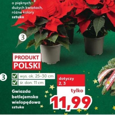 Gwiazda betlejemska wielopędowa sztuka promocja w Kaufland