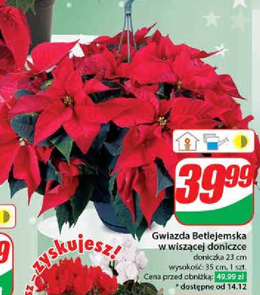 Gwiazda betlejemska 23 cm promocja