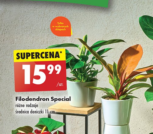 Filodendron promocja