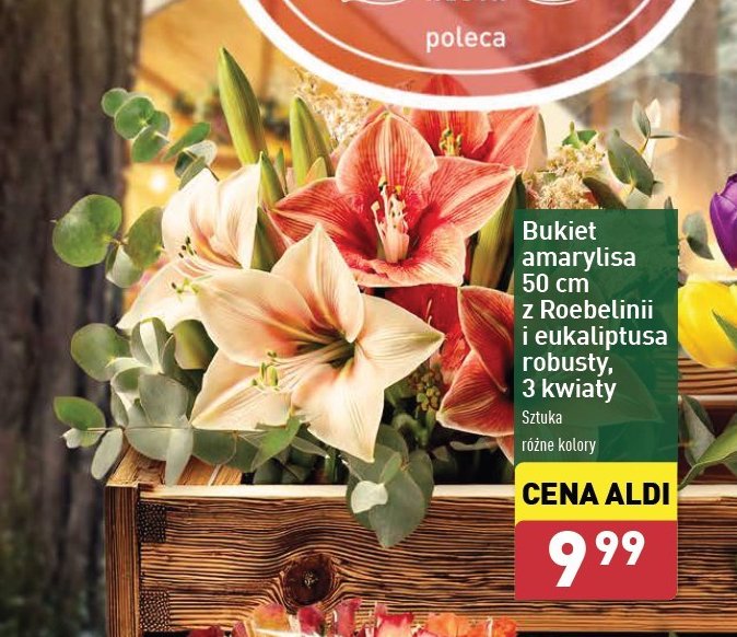 Eukaliptus robusta promocja w Aldi