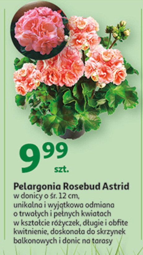 Pelargonia rosebud astrid 13 cm promocja