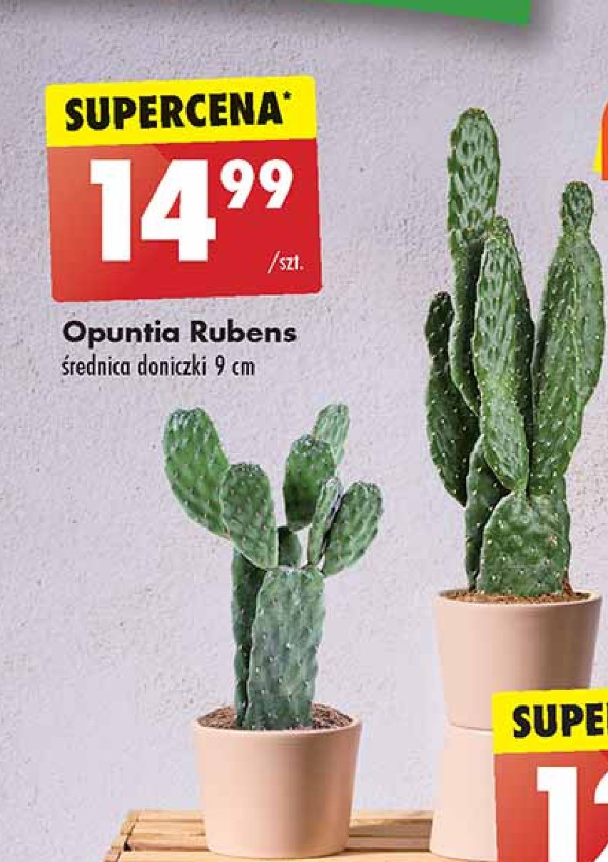 Opuntia rubens 9 cm promocja w Biedronka