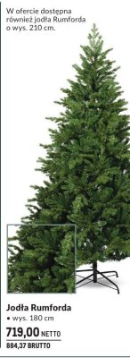 Jodła Rumforda choinka 180 cm promocja w Makro