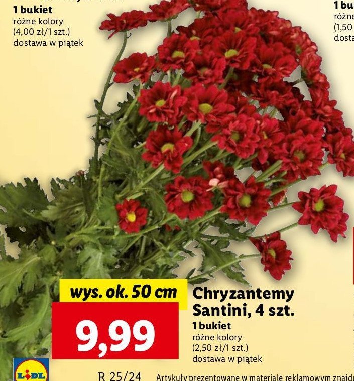 Chryzantema santini 50 cm promocja