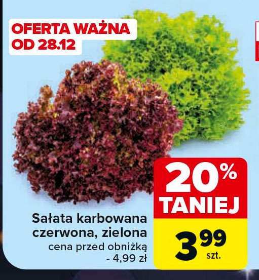 Sałata karbowana czerwona promocja