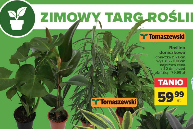 Roślina doniczkowa 21 cm Tomaszewski promocja