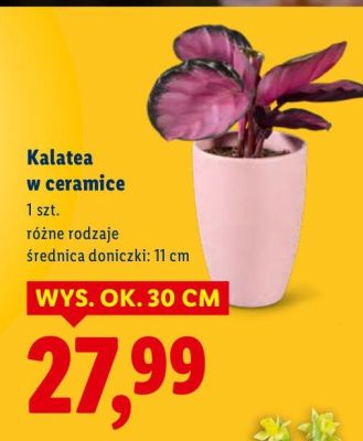 Kalatea w ceramice promocja w Lidl