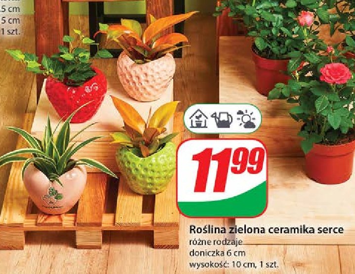 Roślina zielona w ceramice serce promocja w Dino