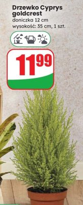 Drzewko Cyprys goldcrest doniczka 12 cm promocja w Dino