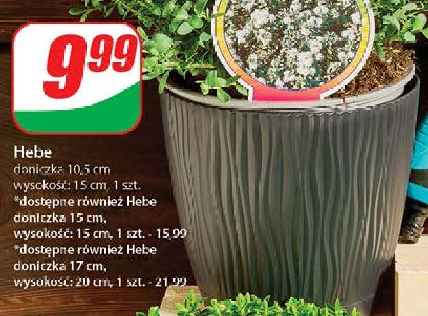 Hebe don. 17 cm promocja