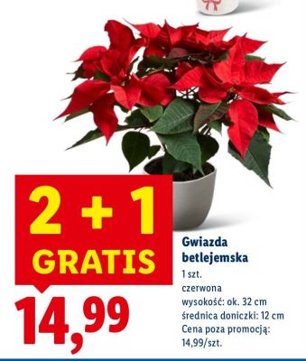 Gwiazda betlejemska czerwona promocja w Lidl