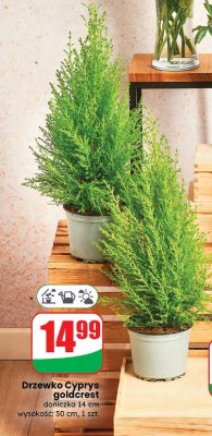 Drzewko Cyprys goldcrest doniczka 14 cm promocja w Dino