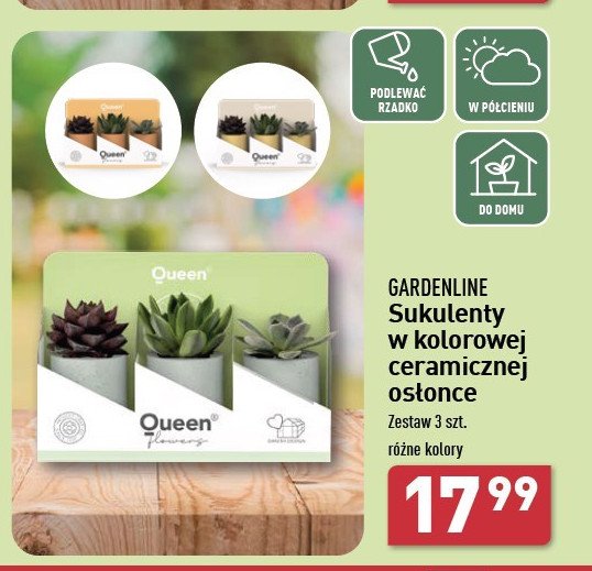 Sukulenty w ceramicznej osłonie GARDEN LINE promocja