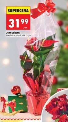 Anturium średnica doniczki 12 cm promocja w Biedronka