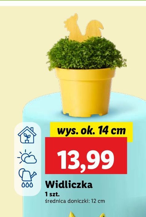 Widliczka promocja