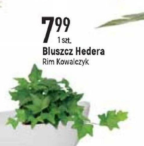 Fatshedera Rim kowalczyk promocja