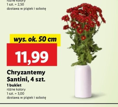 Chryzantemy santini promocja