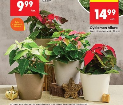 Poinsecja Princettia 5-cio pędowa promocja w Biedronka