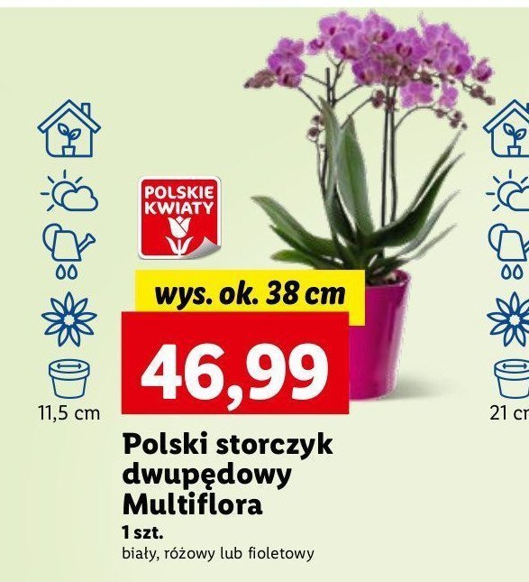 Storczyk Multiflora promocja