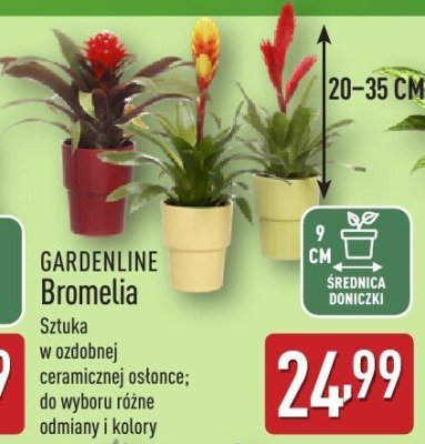 Bromelia GARDENLINE promocja w Aldi