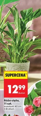 Kwiaty zielone filtrujące powietrze promocja w Biedronka