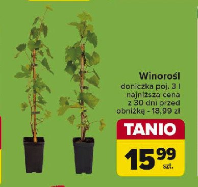 Winorośl 3l promocja