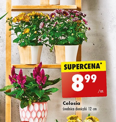 Celosia promocja