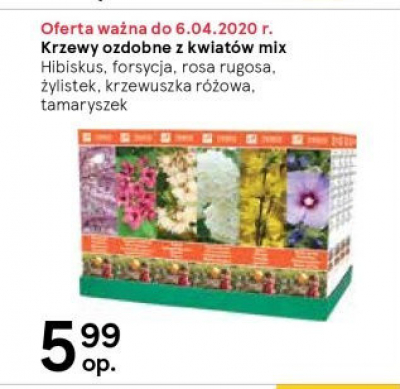 Tamaryszek Tesco mw promocja