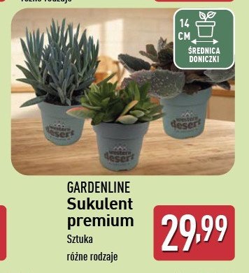 Sukulent premium 14 cm GARDEN LINE promocja