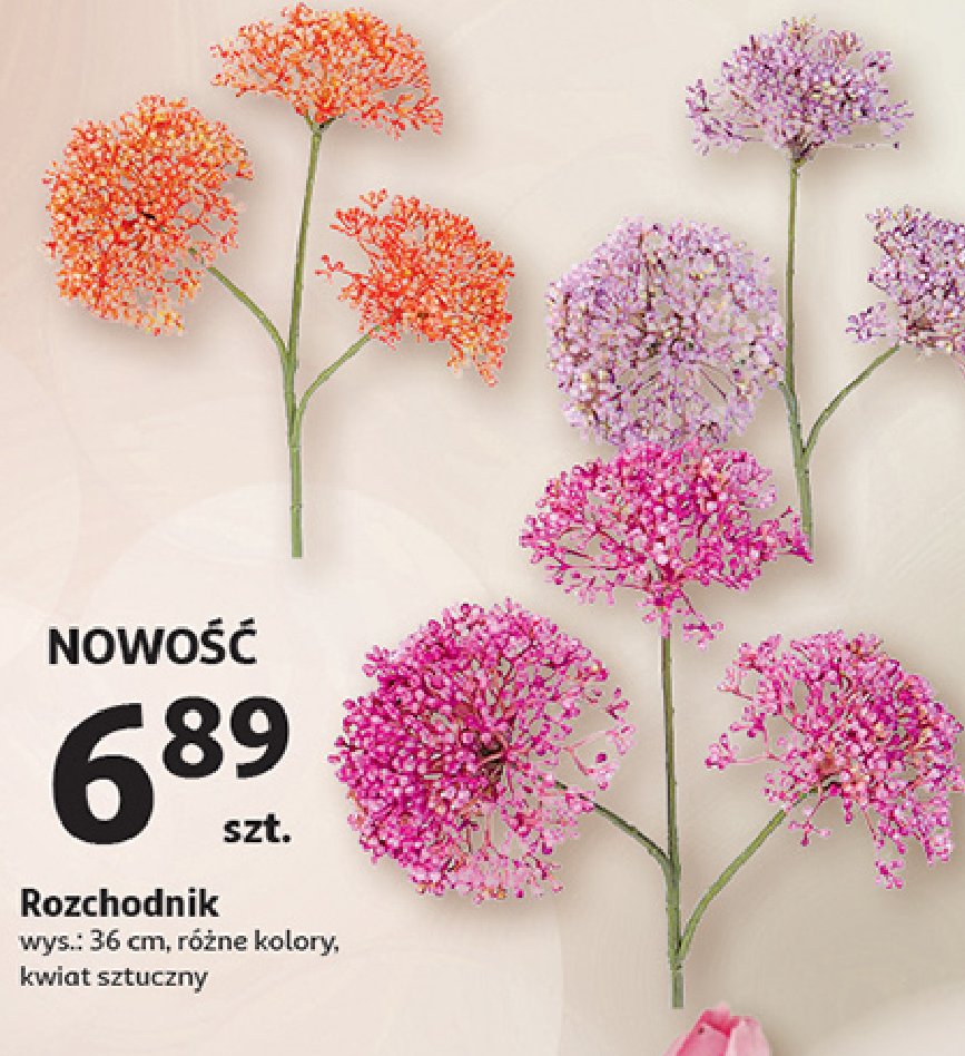 Rozchodnik 36 cm promocja