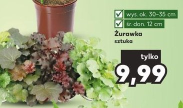 呕urawka don. 12 cm promocja