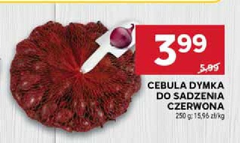Cebula dymka czerwona promocja