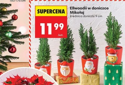 Ellwoodii w doniczce Mikołaj średnica doniczki 9 cm promocja w Biedronka