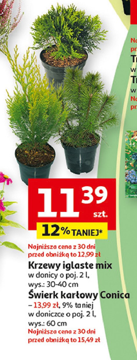 Świerk karłowy conica 60 cm promocja