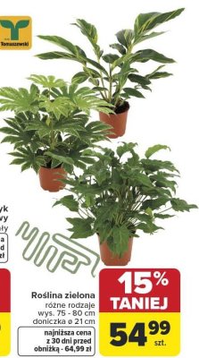 Roślina zielona różne rodzaje wys. 75 - 80 cm doniczka ø 21 cm promocja w Carrefour