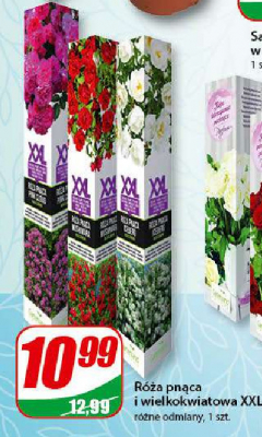 Róża pachnąca wielokwiatowa xxl promocja