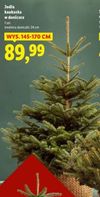 Jodła kaukaska w doniczce promocja w Lidl