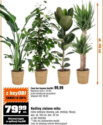 Rośliny zielone miks OBI promocja w OBI