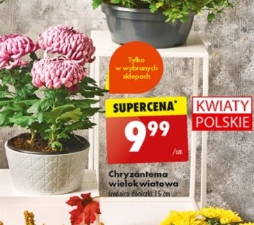 Chryzantema wielkokwiatowa promocja