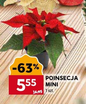Poinsecja mini promocja w Stokrotka
