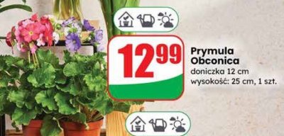 Prymula Obconica promocja w Dino