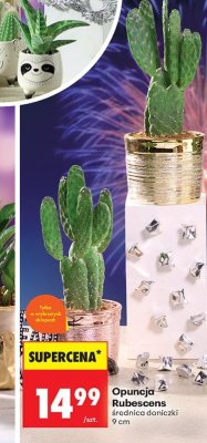 Opuncja Rubescens średnica doniczki 9 cm promocja w Biedronka