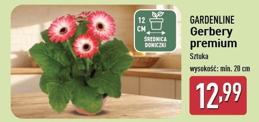 Gerbery premium wys. 20 cm GARDEN LINE promocja