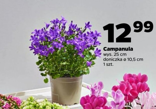 Campanula don. 25 cm promocja