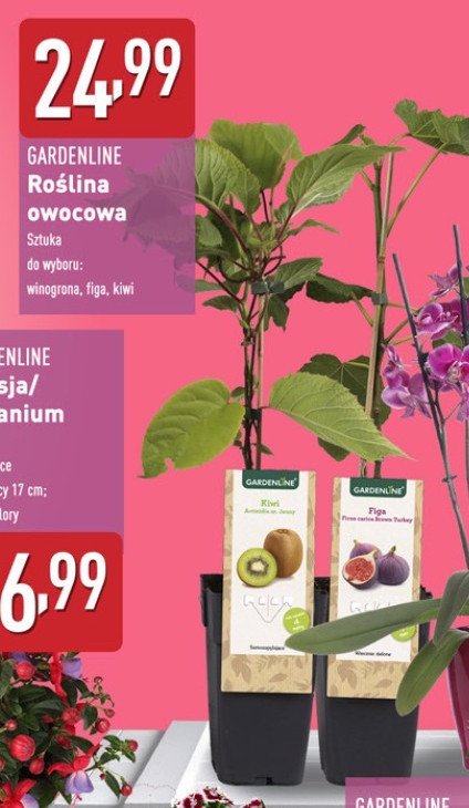 Pnącza winogrona ciemne promocja w Aldi
