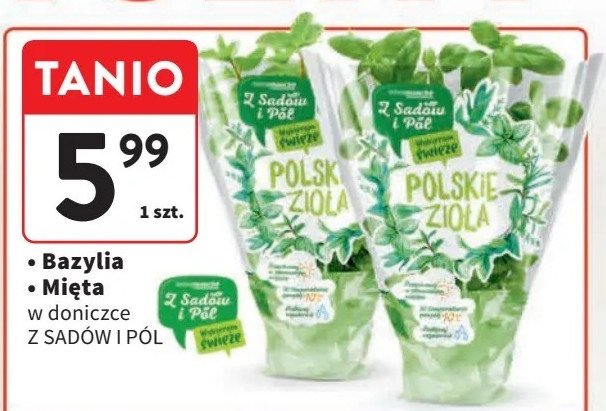 Bazylia Z sadów i pól promocja