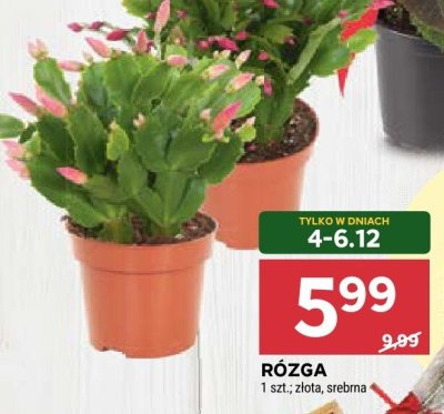 Róża promocja w Stokrotka