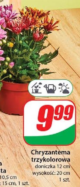 Chryzantema trzykolorowa promocja w Dino