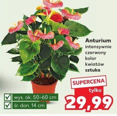 Anturium intensywnie czerwony  promocja w Kaufland