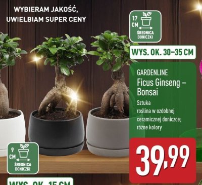 Mini drzewko Ficus Ginseng - Bonsai promocja w Aldi